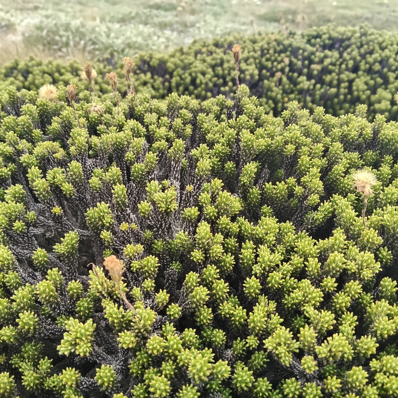 Celmisia ramulosa var. tuberculata photo 3