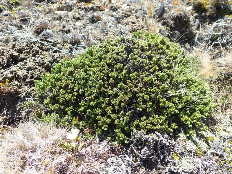 Celmisia ramulosa var. tuberculata photo 4