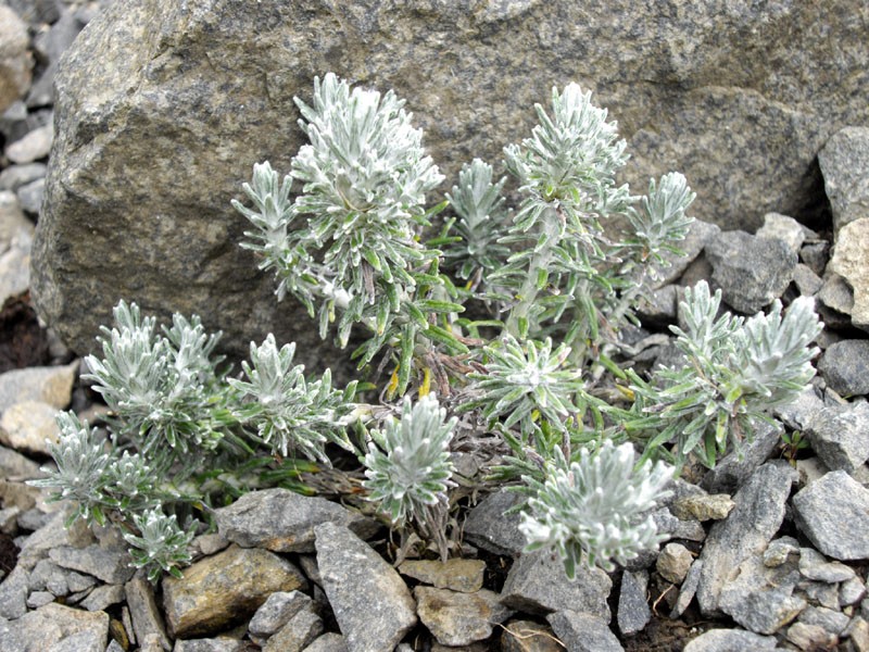 Celmisia ramulosa var. tuberculata