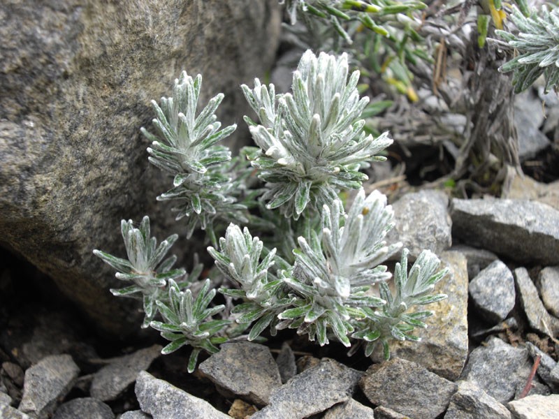 Celmisia ramulosa var. tuberculata photo 6