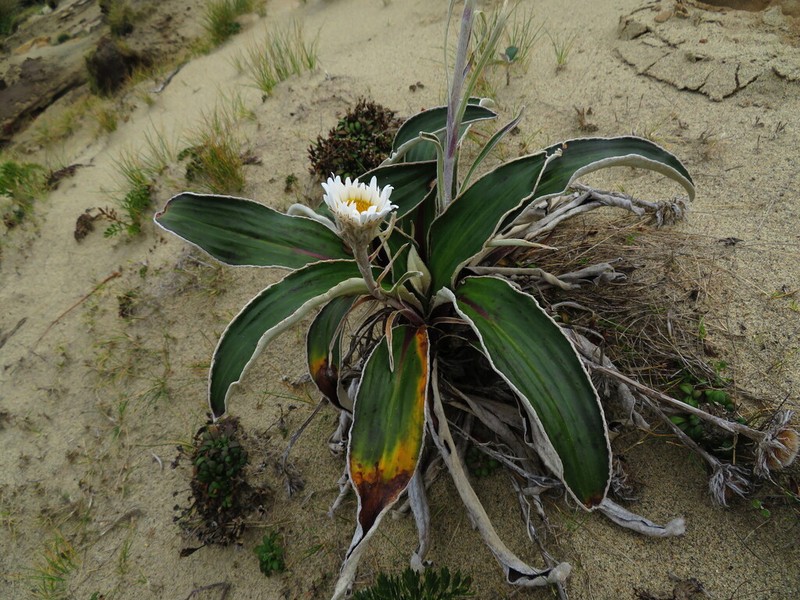 Celmisia rigida