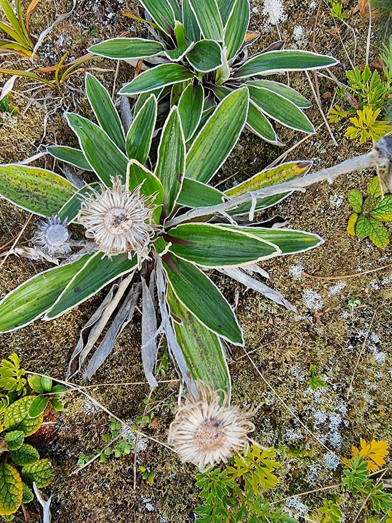 Celmisia rigida photo 2