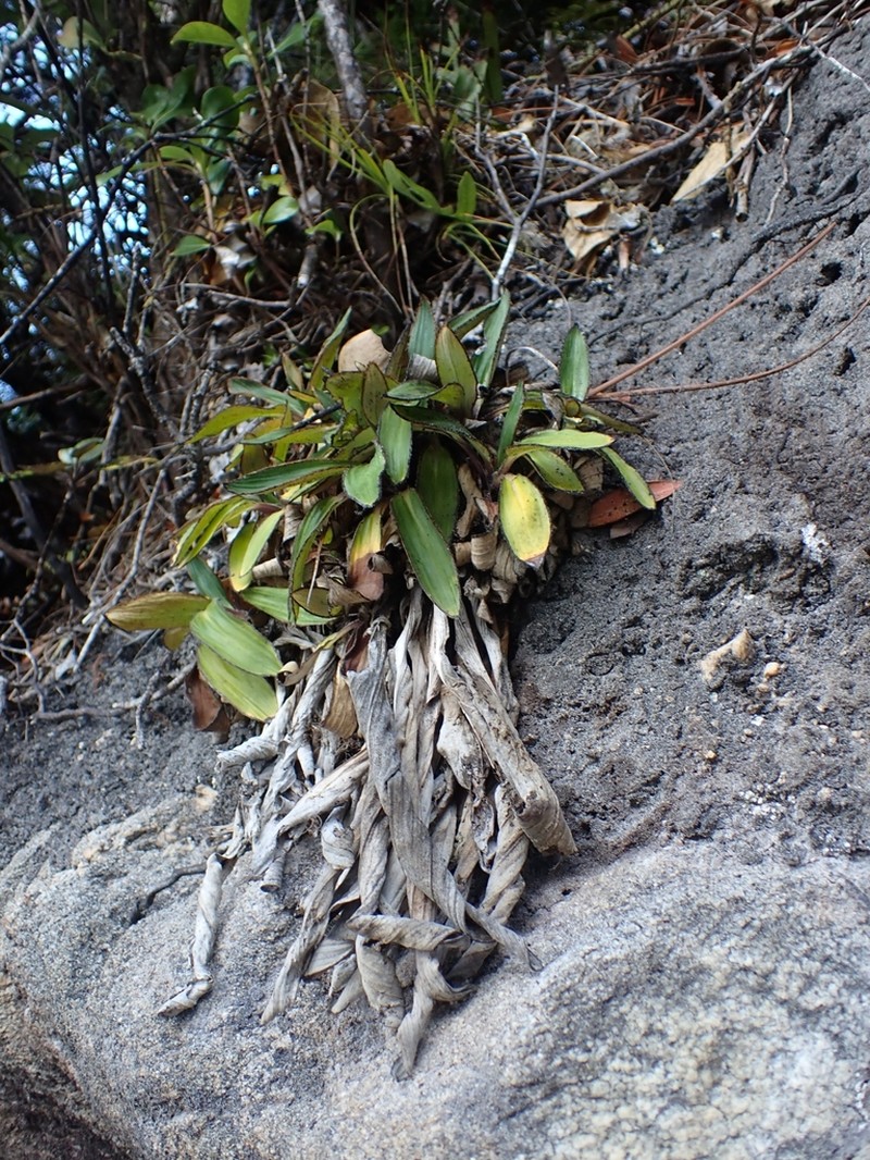 Celmisia rigida photo 4