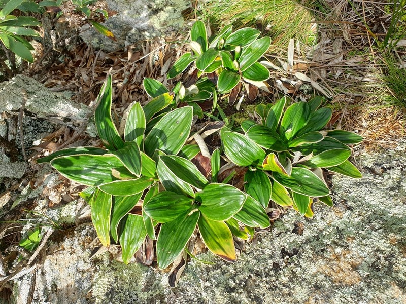 Celmisia rigida photo 5