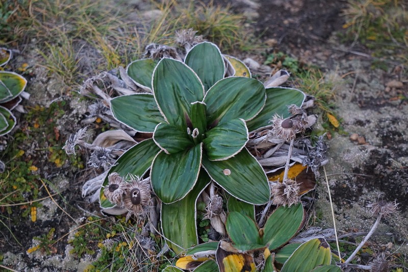 Celmisia rigida photo 6