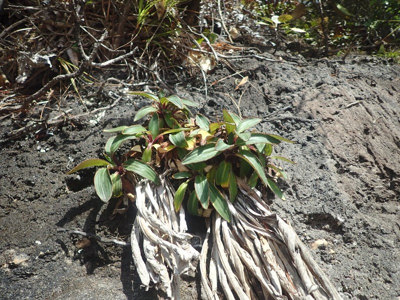 Celmisia rigida photo 7