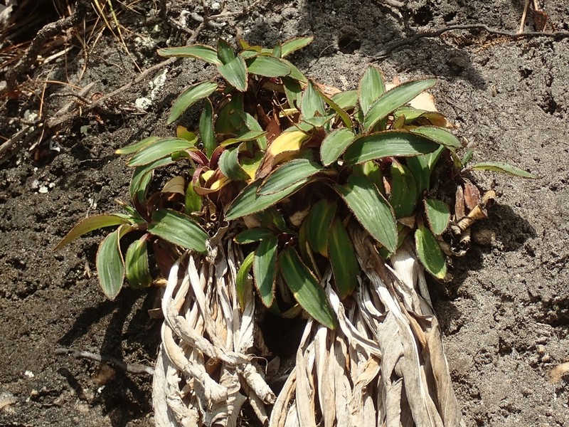 Celmisia rigida photo 8
