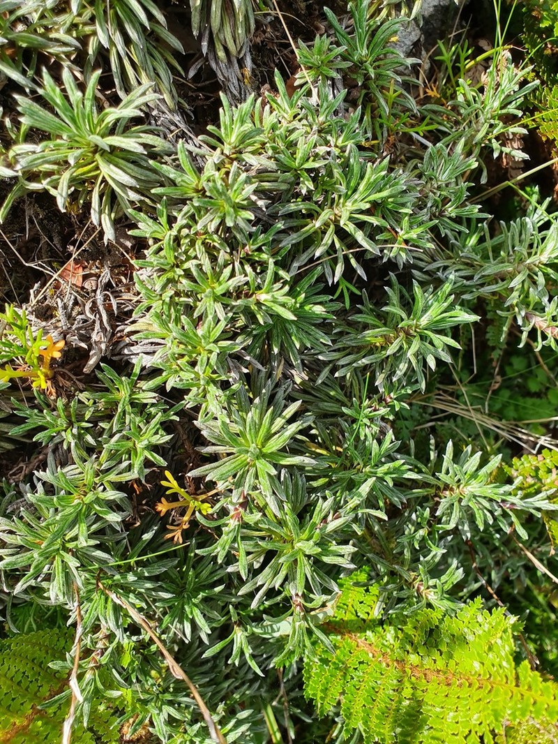 Celmisia rupestris