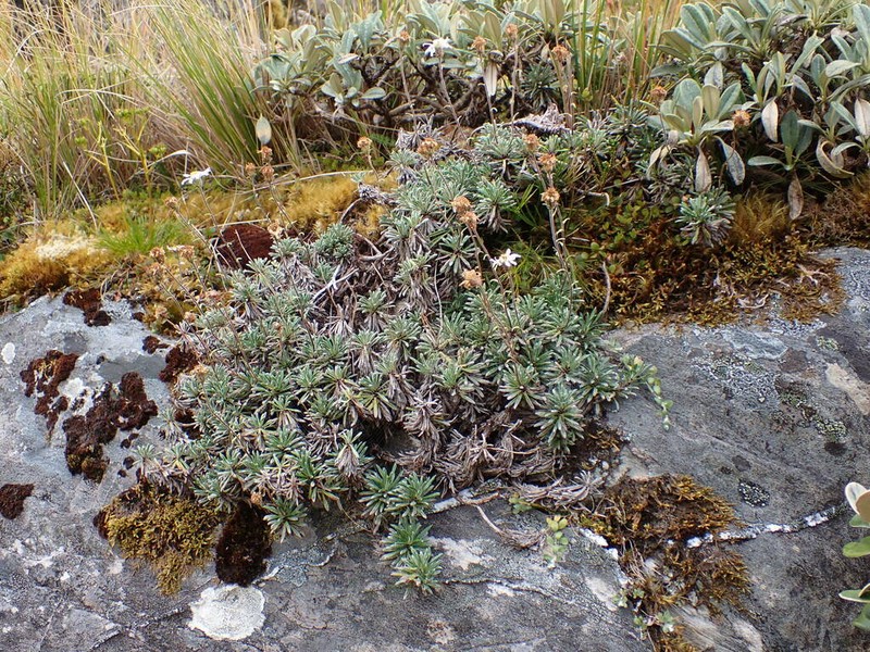 Celmisia rupestris photo 2