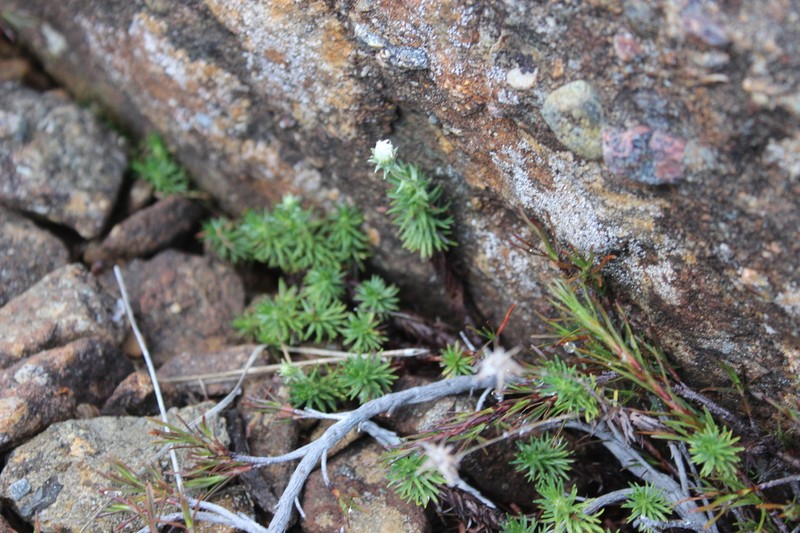 Celmisia rupestris photo 3