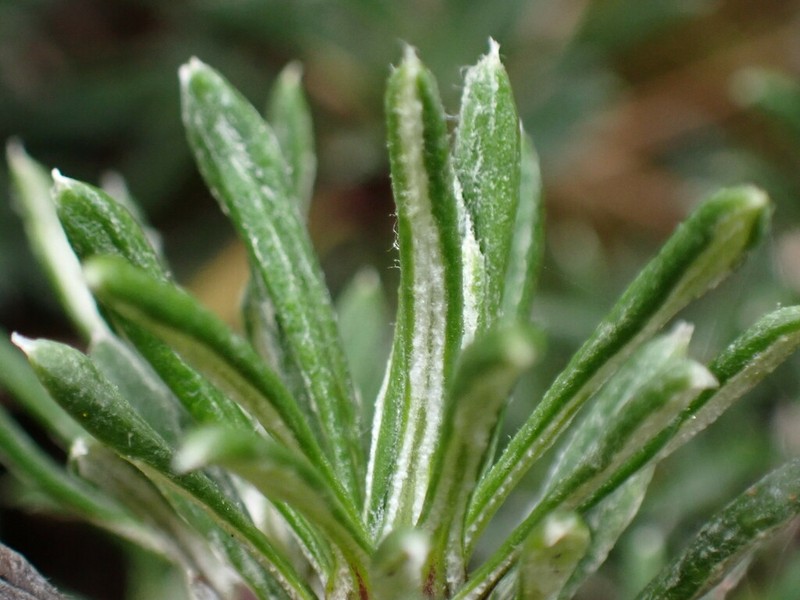 Celmisia rupestris photo 4