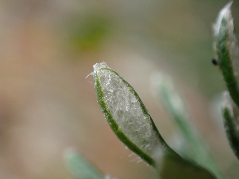 Celmisia rupestris photo 5