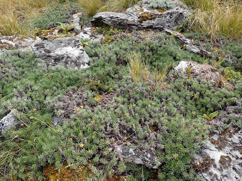 Celmisia rupestris photo 6