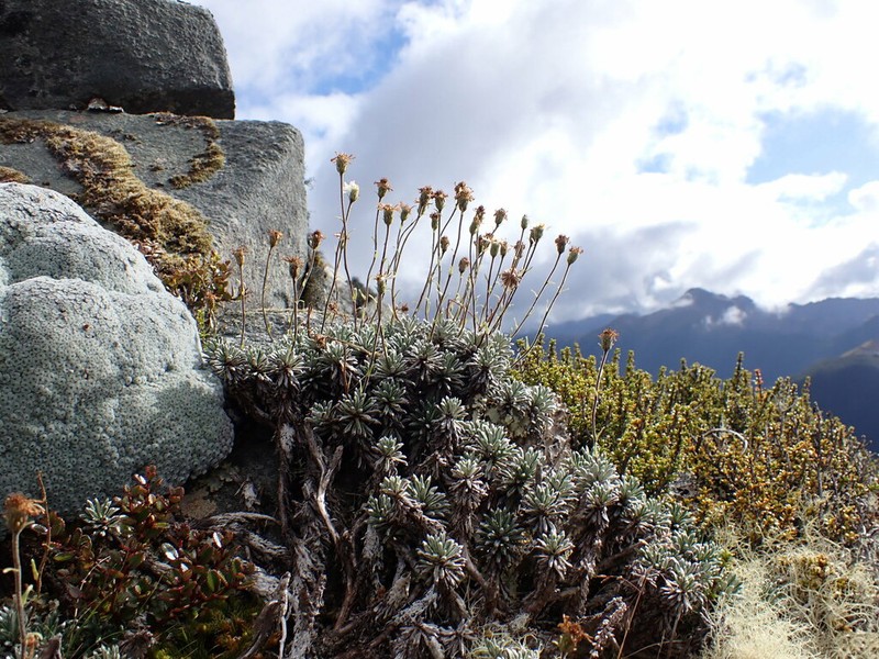 Celmisia rupestris photo 7