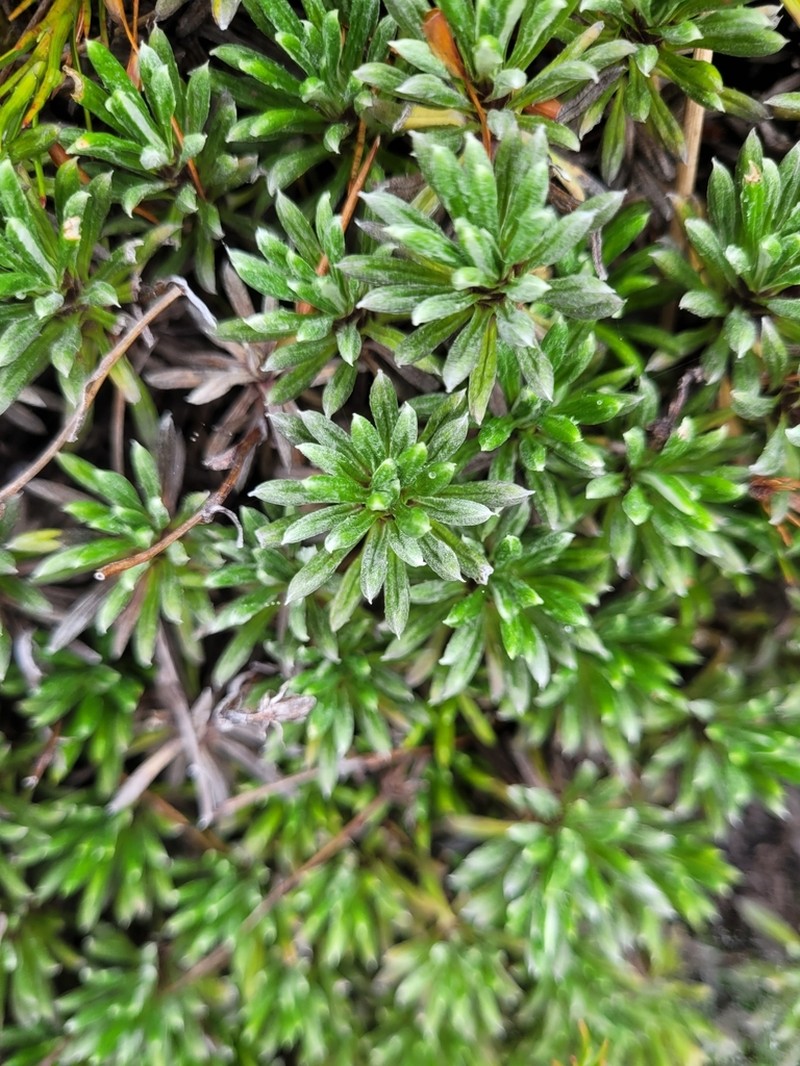 Celmisia rupestris photo 8