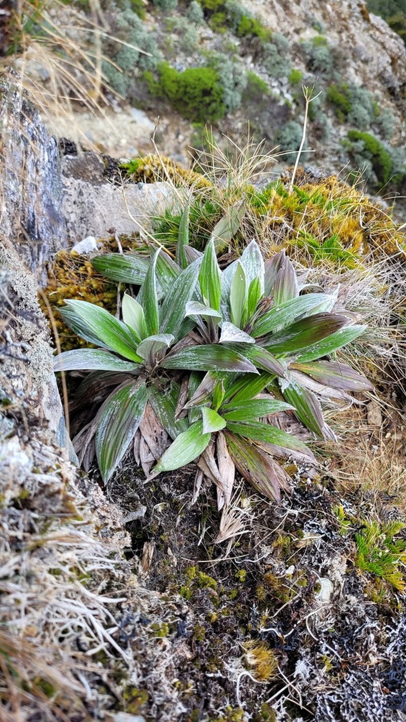 Celmisia rutlandii