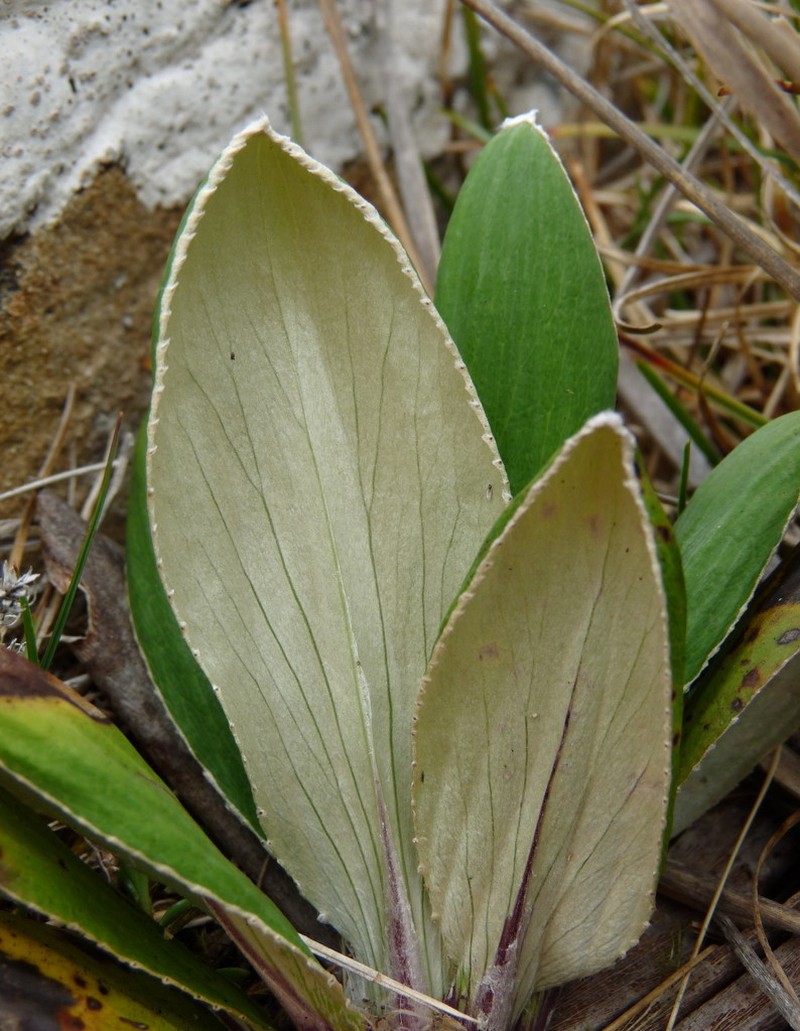 Celmisia rutlandii photo 2
