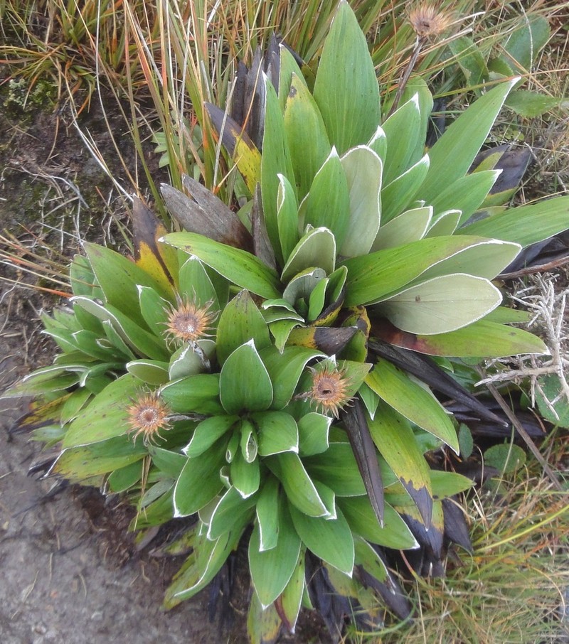 Celmisia rutlandii photo 3