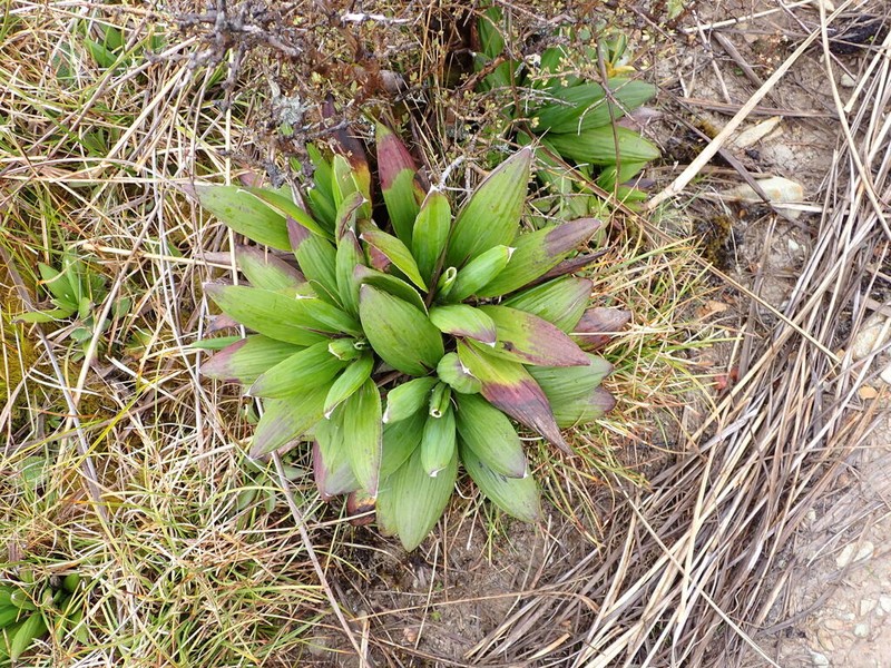 Celmisia rutlandii photo 4