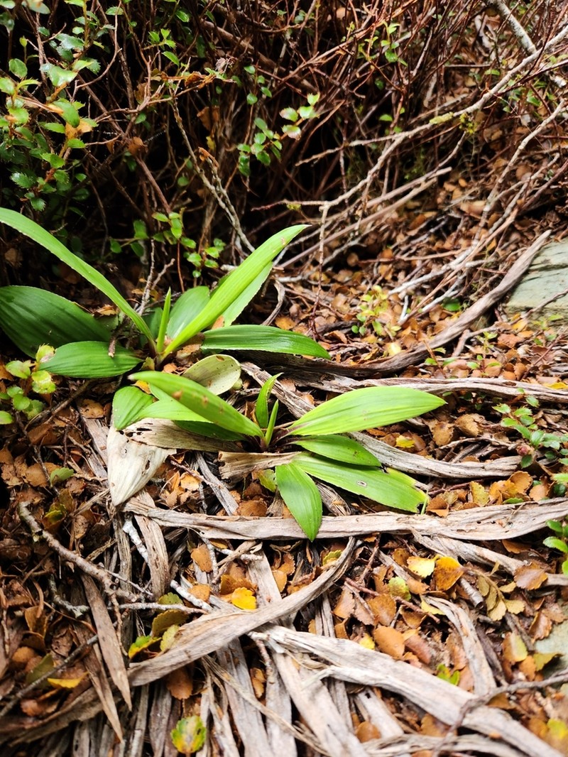 Celmisia rutlandii photo 5