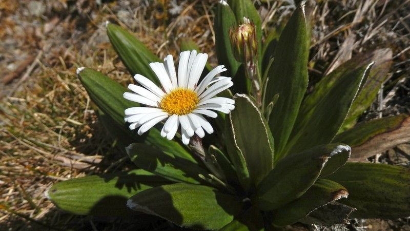 Celmisia rutlandii photo 8