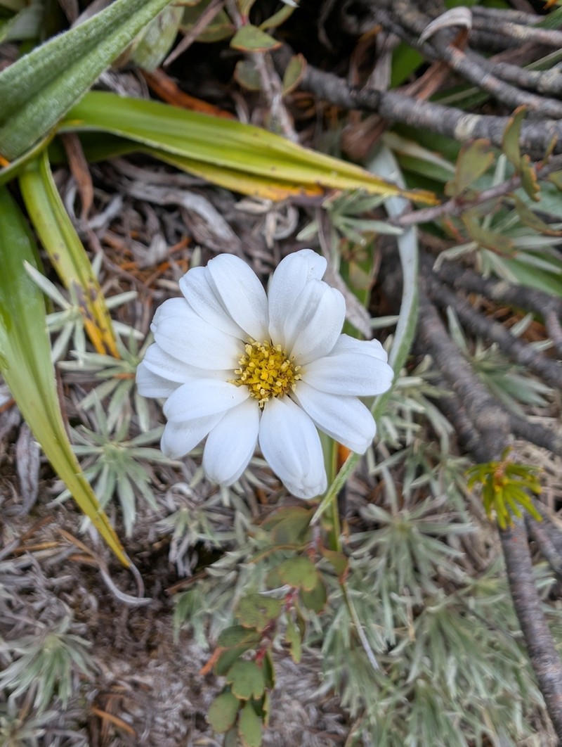 Celmisia saxifraga