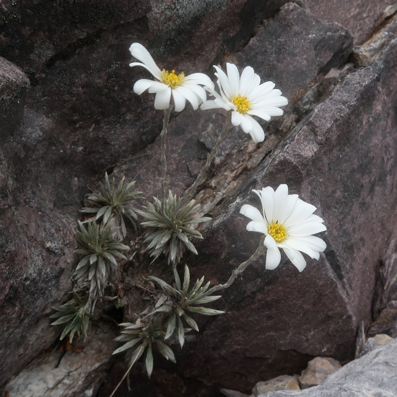 Celmisia saxifraga photo 2