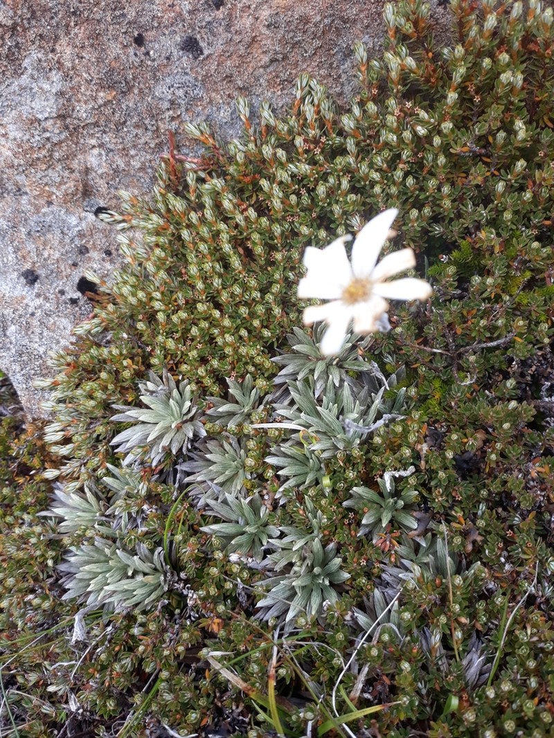 Celmisia saxifraga photo 3