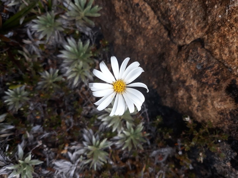 Celmisia saxifraga photo 4
