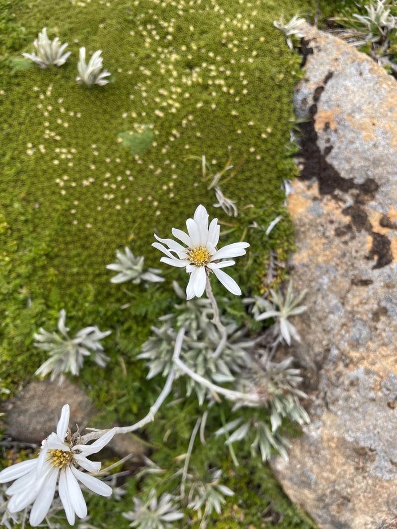 Celmisia saxifraga photo 5