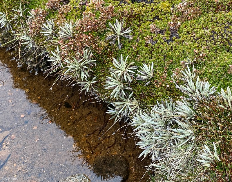 Celmisia saxifraga photo 6