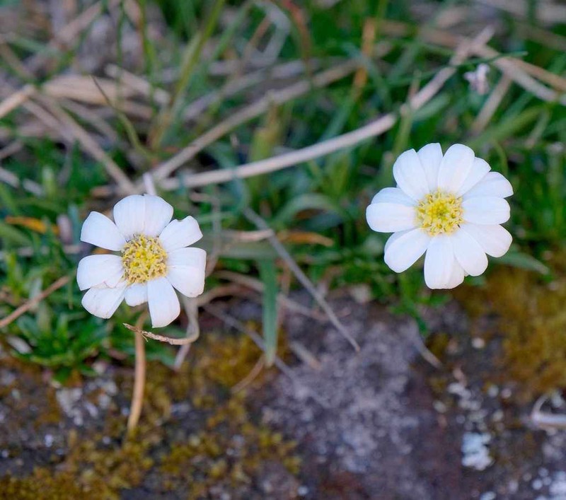 Celmisia saxifraga photo 7