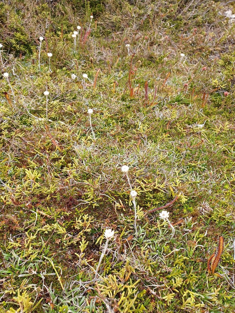 Celmisia saxifraga photo 8