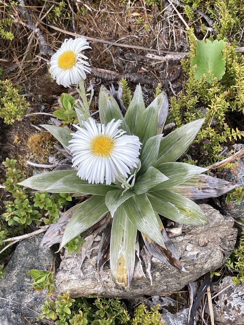Celmisia semicordata