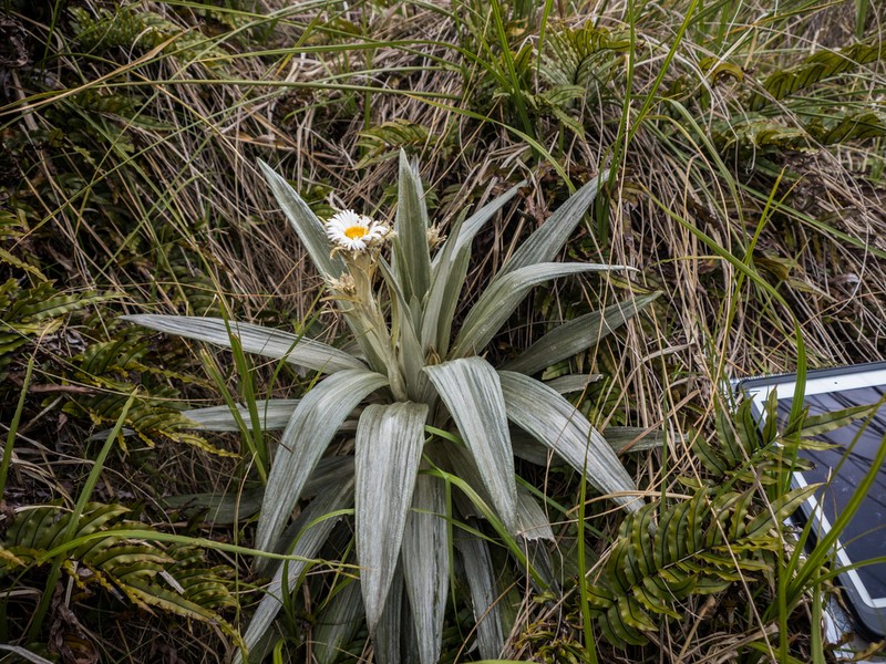 Celmisia semicordata photo 3