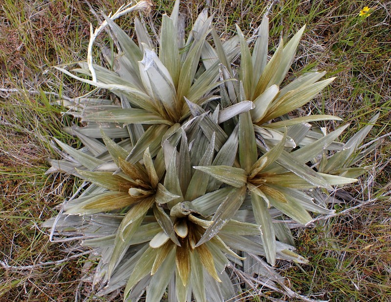 Celmisia semicordata subsp. aurigans