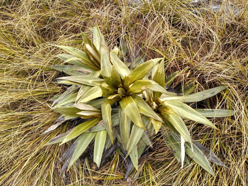 Celmisia semicordata subsp. aurigans photo 2