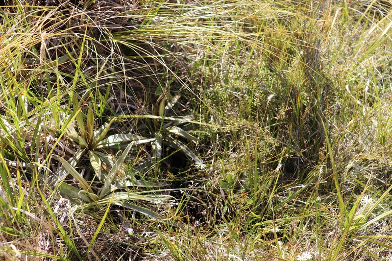 Celmisia semicordata subsp. aurigans photo 3