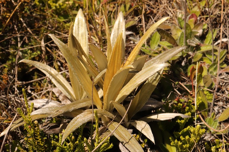 Celmisia semicordata subsp. aurigans photo 4