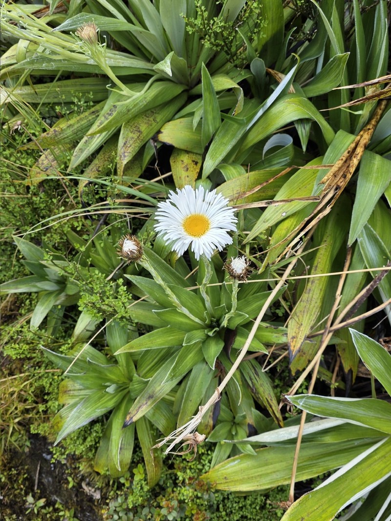 Celmisia semicordata subsp. semicordata photo 2
