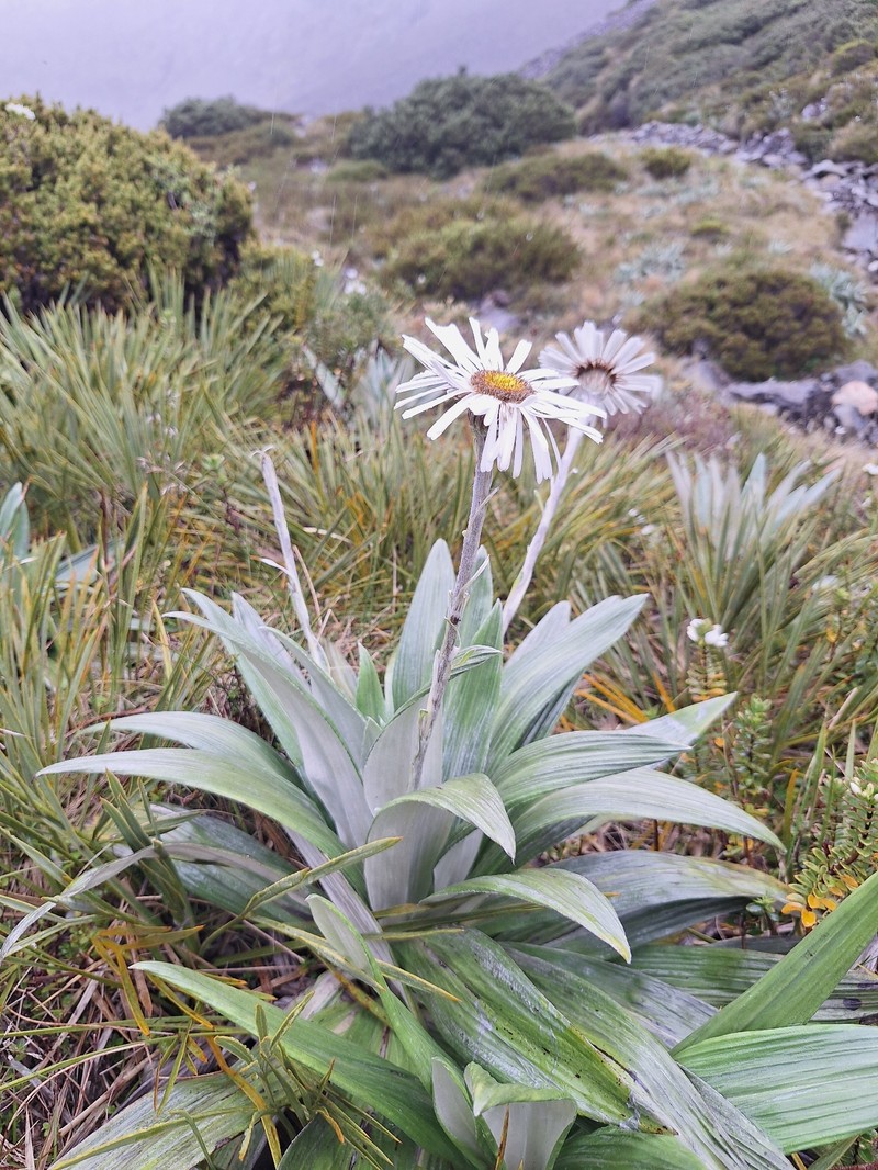 Celmisia semicordata subsp. semicordata photo 3