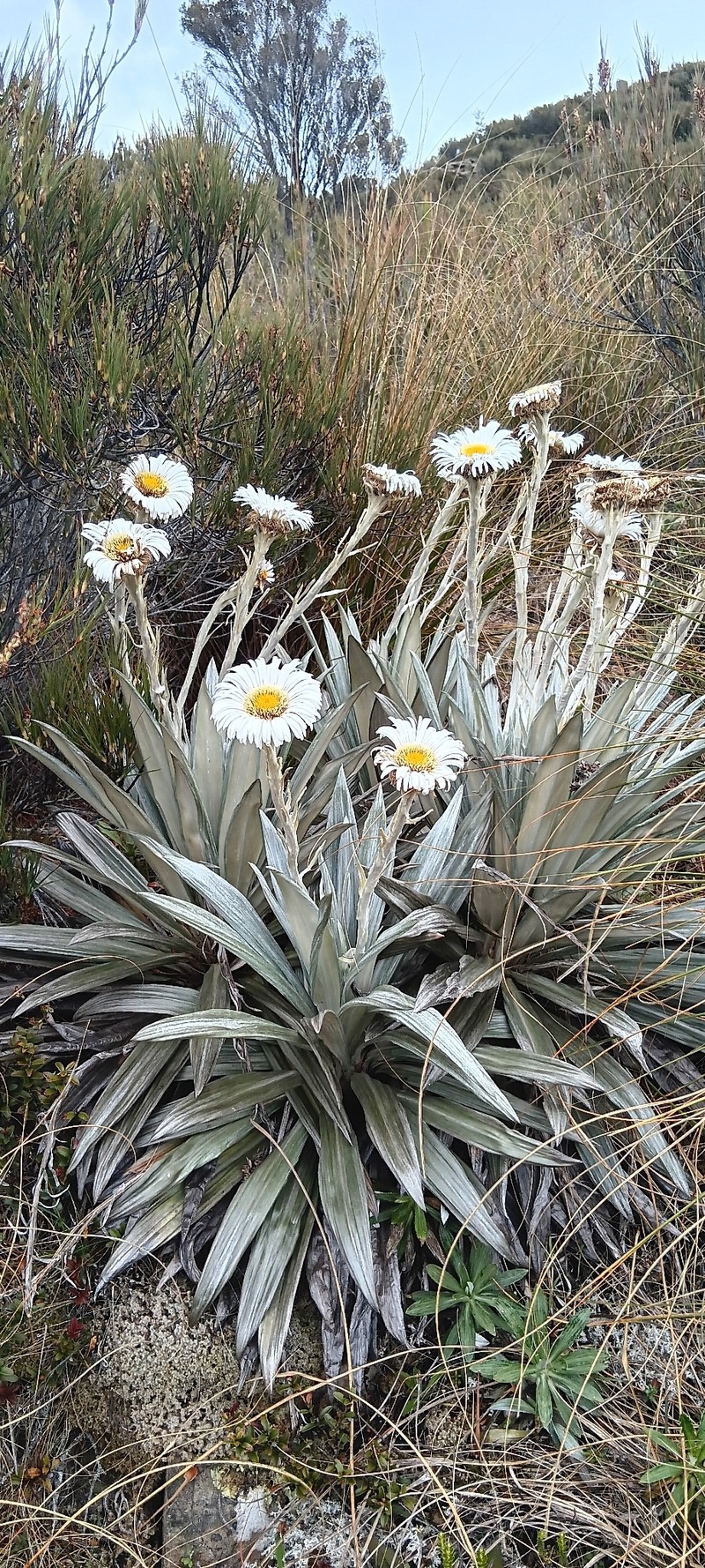 Celmisia semicordata subsp. stricta