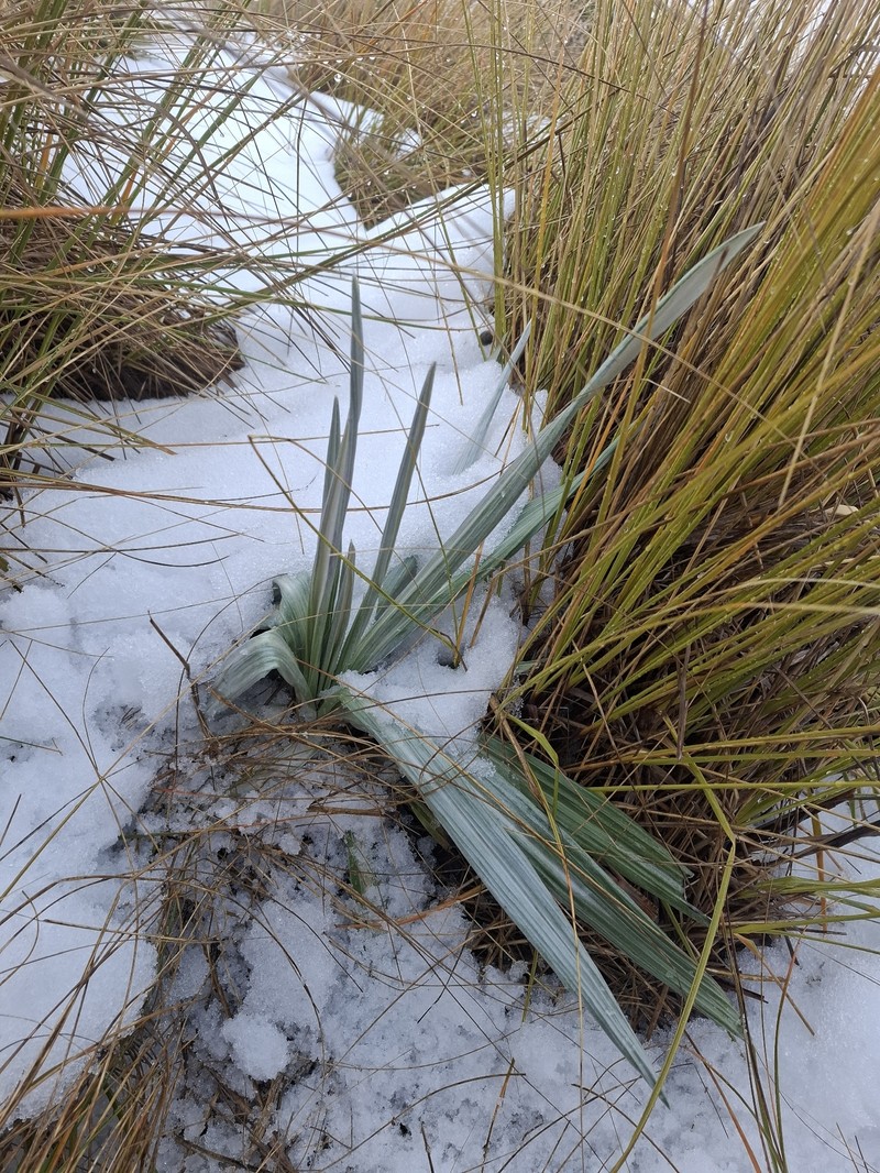 Celmisia semicordata subsp. stricta photo 2