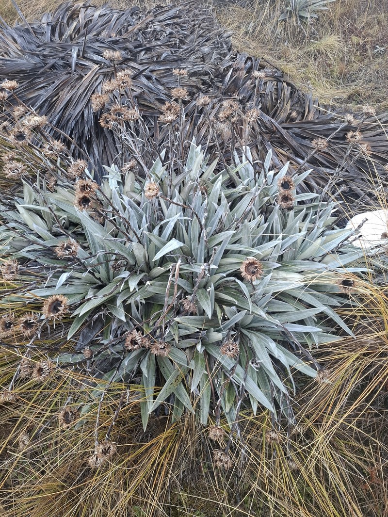 Celmisia semicordata subsp. stricta photo 3