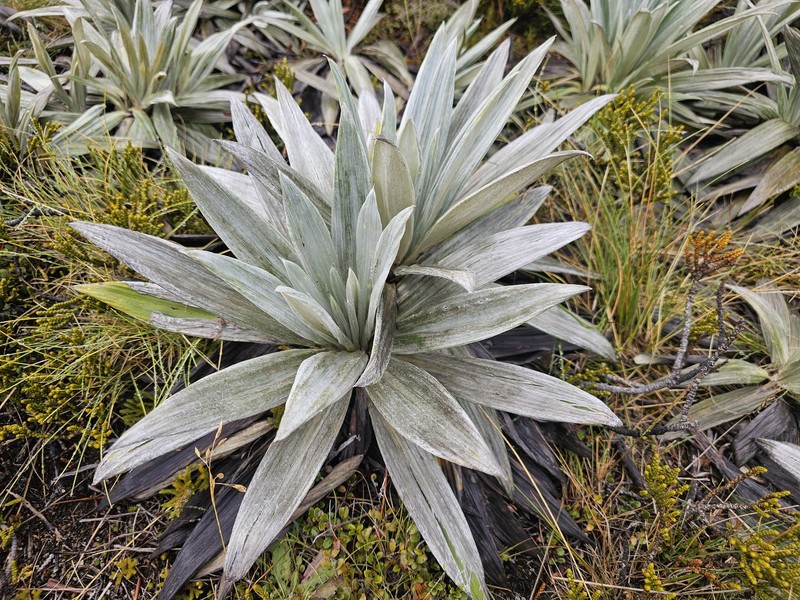 Celmisia semicordata subsp. stricta photo 4