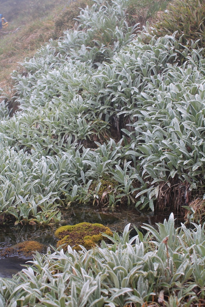 Celmisia sericophylla photo 2