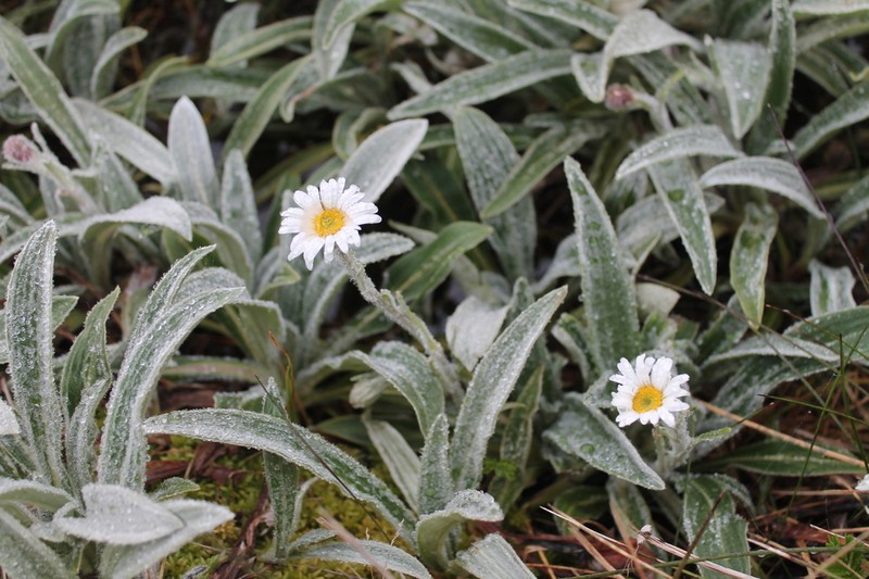 Celmisia sericophylla photo 3