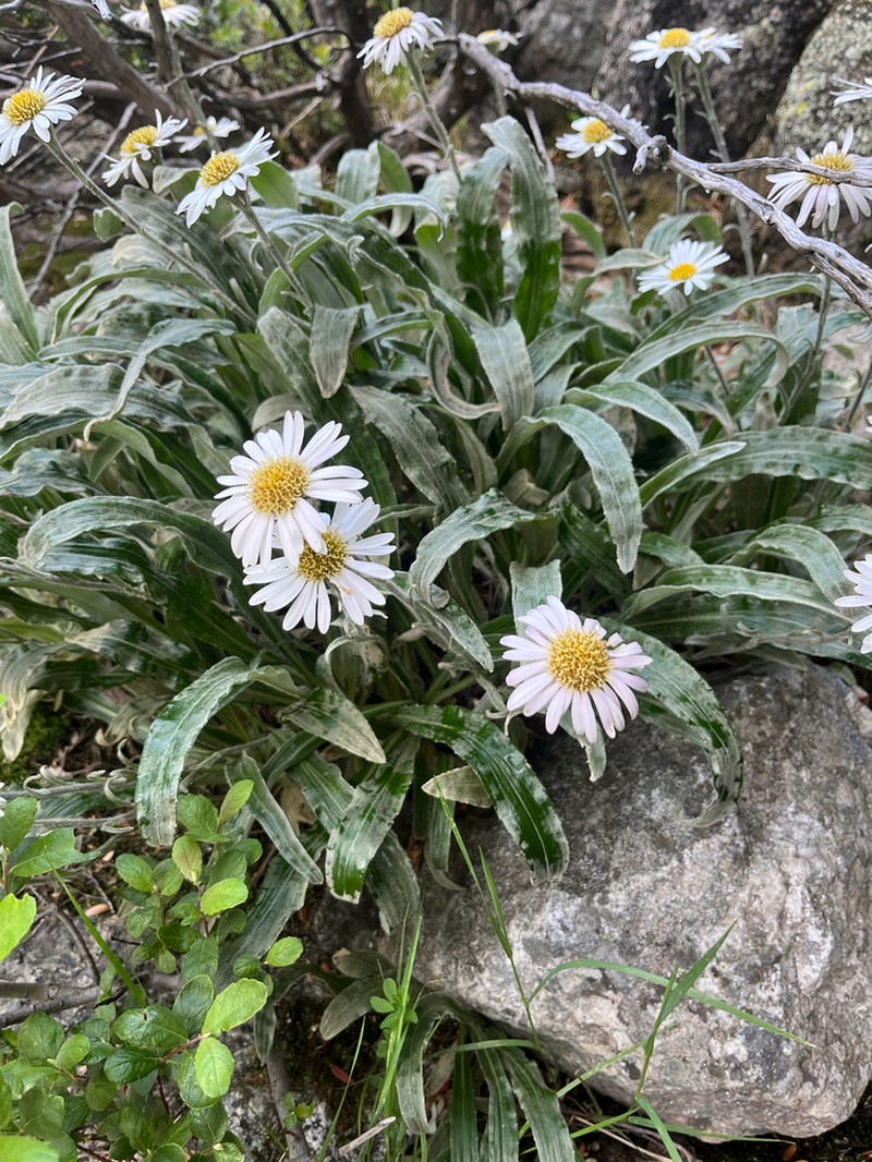 Celmisia sericophylla photo 4