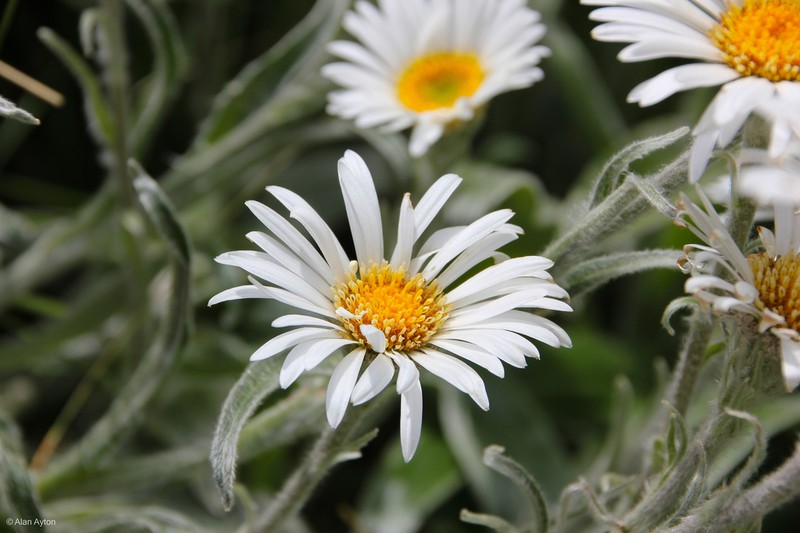 Celmisia sericophylla photo 8