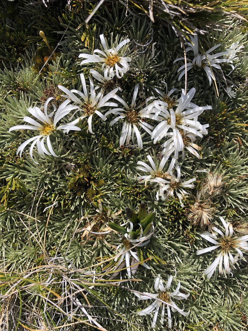 Celmisia sessiliflora